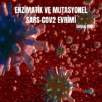 ENZİMATİK VE MUTASYONEL SARS-CoV2 Evrimi