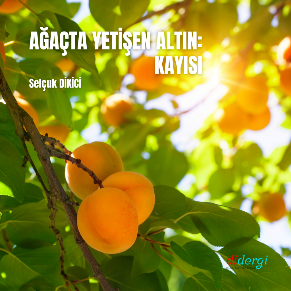 AĞAÇTA YETİŞEN ALTIN: KAYISI